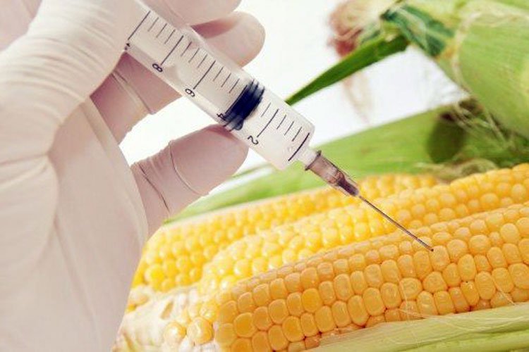 GDO’lu mısır hayvan yemi olacak