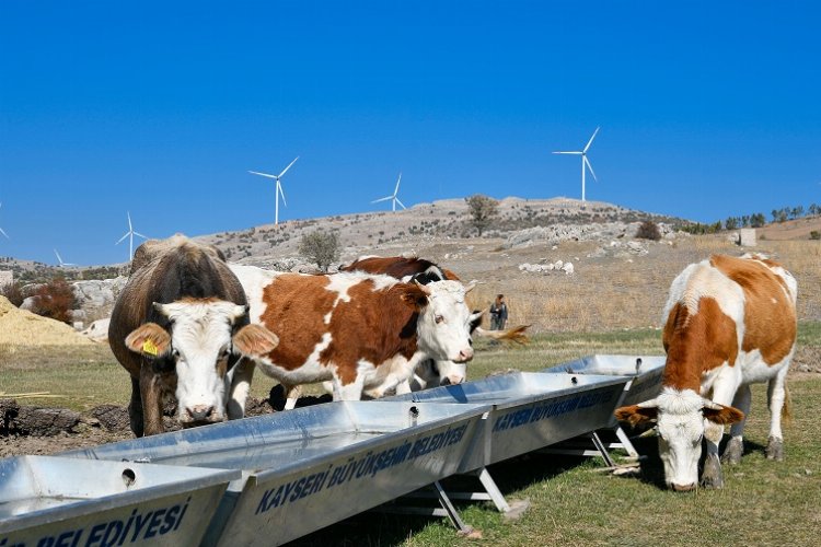 Kayseri’de hayvancılığa ‘büyük’ yatırım