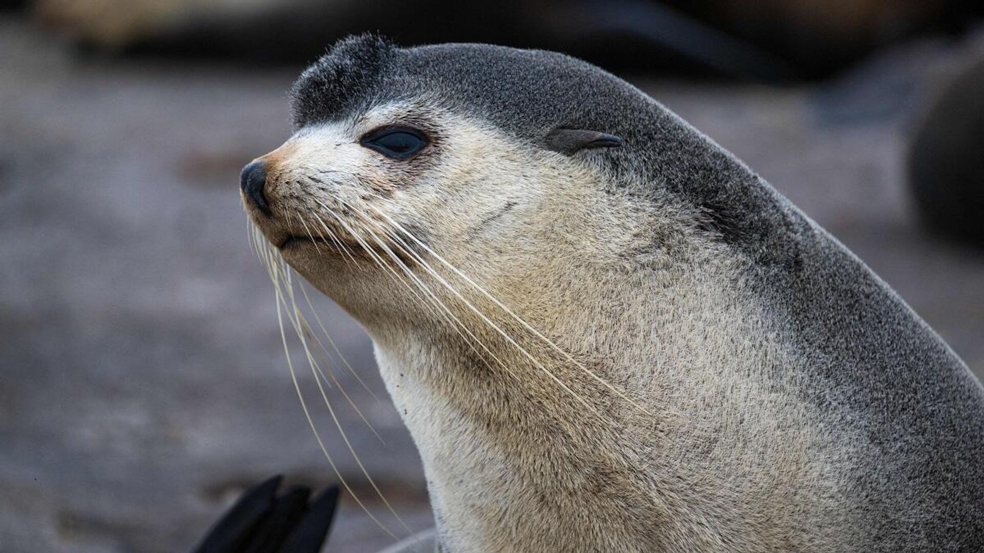 Fok ‘Nelson’ 3 bin sterlinlik balık yedi, yetkililer gölü kapattı