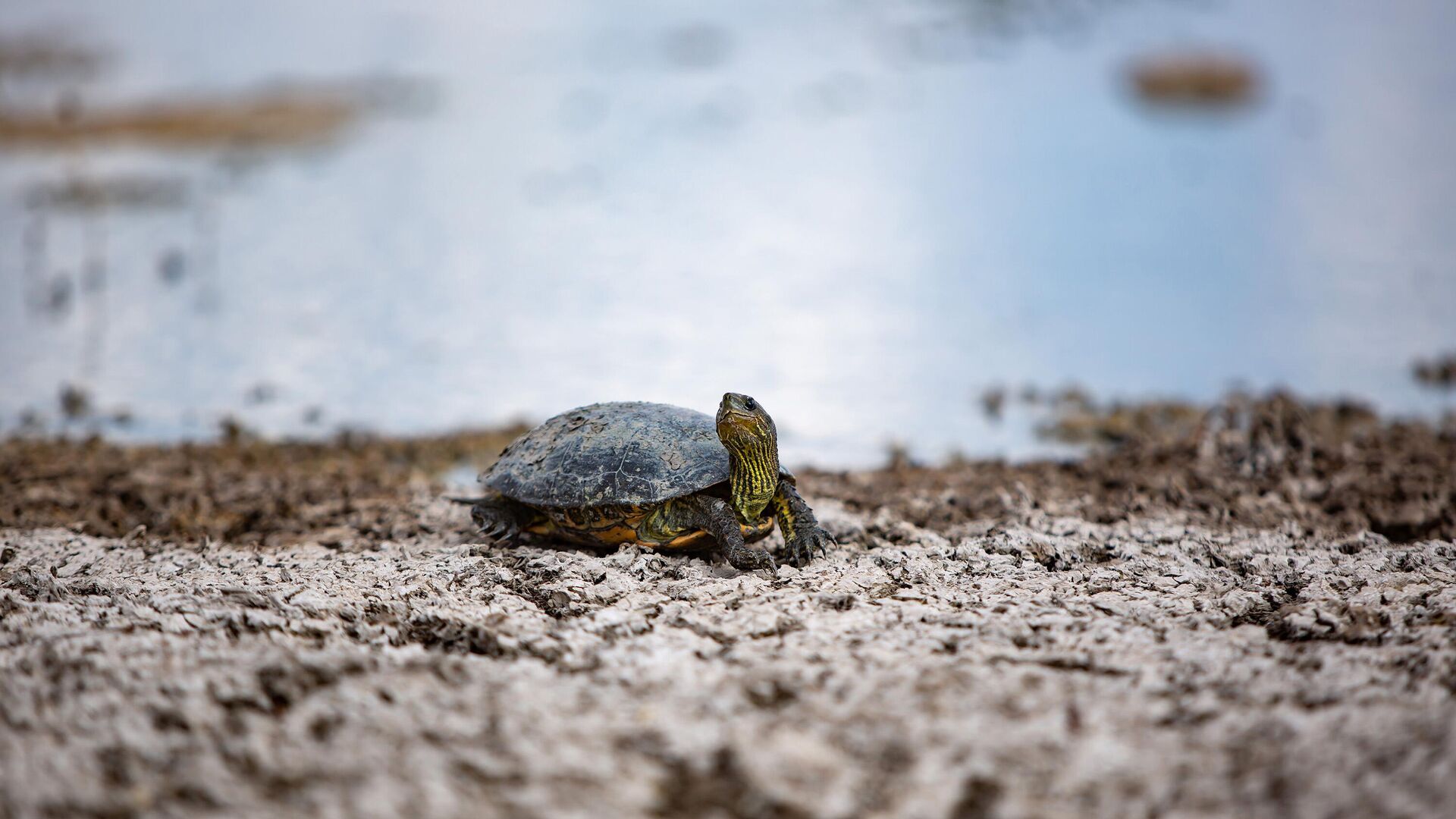 Prof. Dr. Murat Türkeş: Kuraklığı hafifletecek bir yağış gözükmüyor
