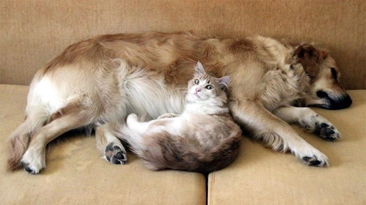 Trakya’da 41 bin 715 hayvana çip takıldı