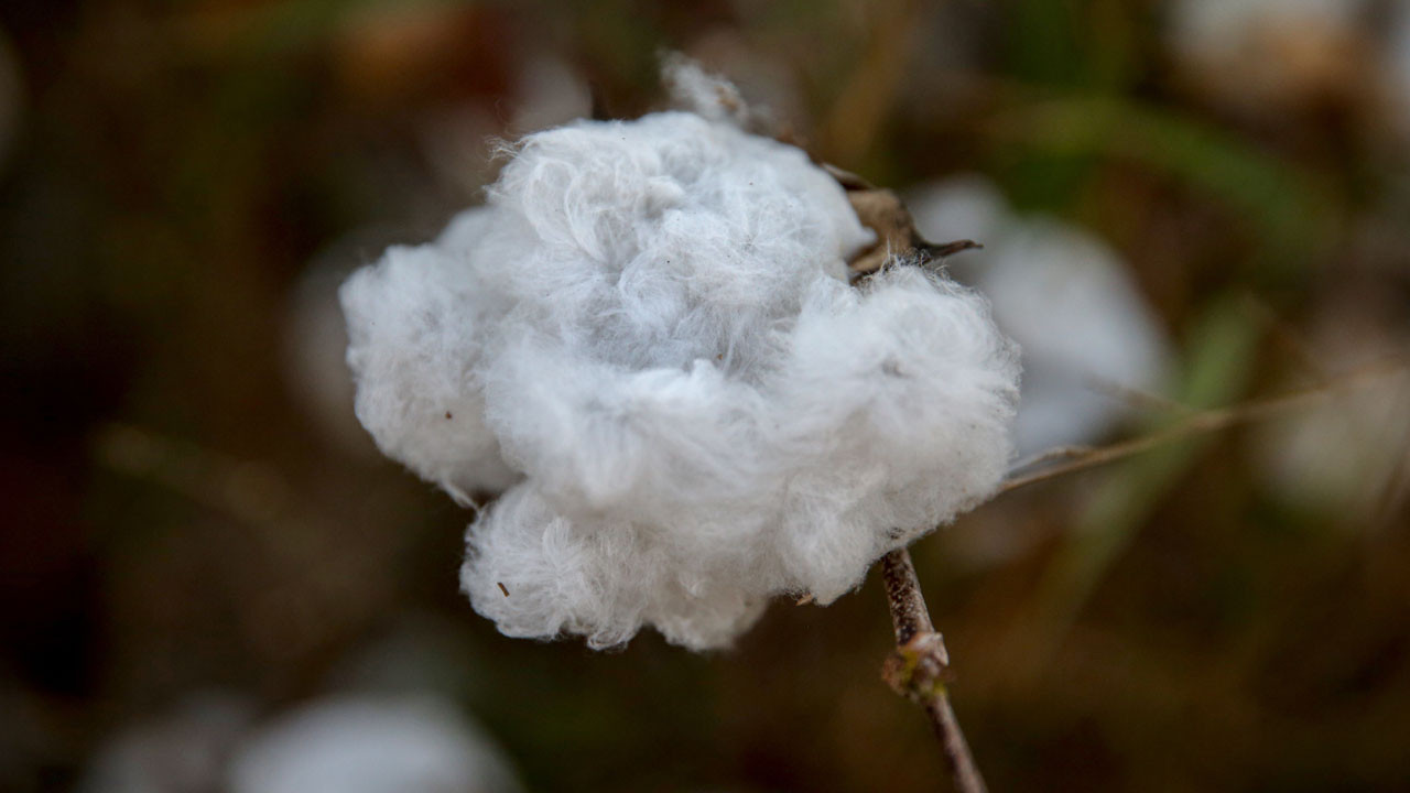 ABD’de kuraklık pamuğu çürüttü, fiyatlar fırladı