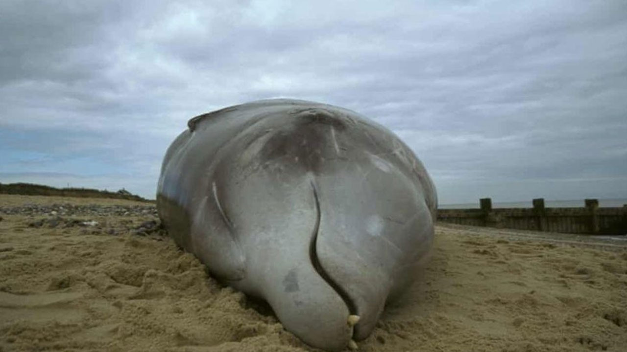 Balina ölümlerinin sebebi deprem mi, sismik çalışmalar mı?
