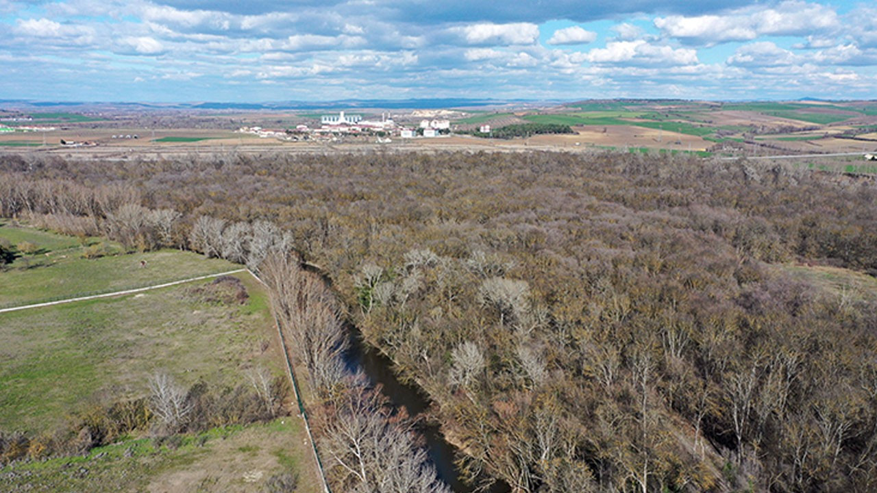Bitkilerin hücre yapıları da bozuluyor