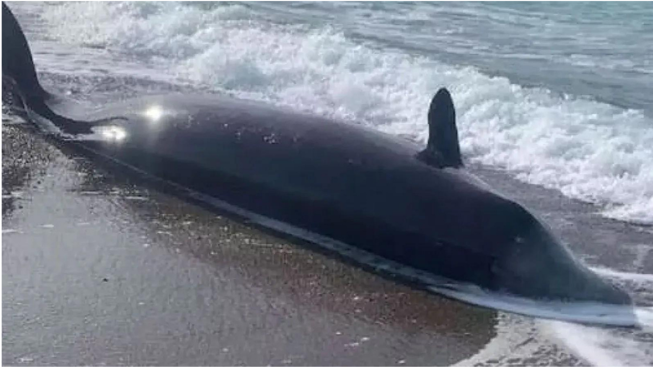 Depremden etkilenen balinaların cesetleri sahillere vurdu