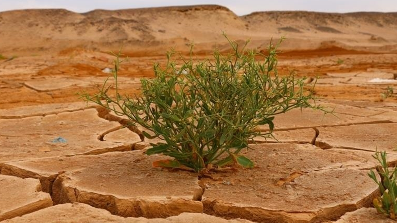 İklim değişikliği bitkilerin yaşam alanı bulmasına engel