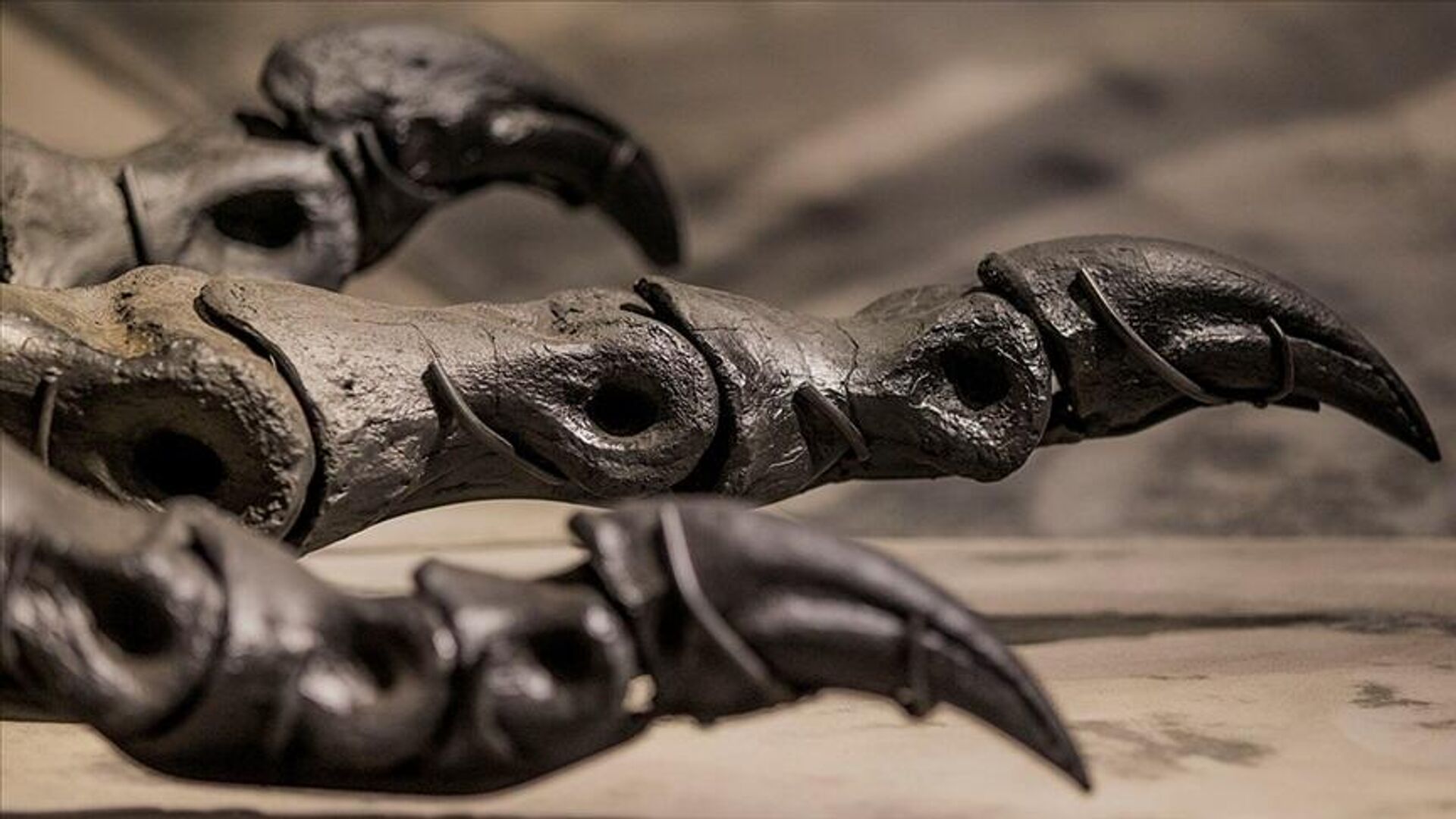 İngiltere’nin Yorkshire bölgesinde ‘bir metrelik dinozor ayak izi’ bulundu