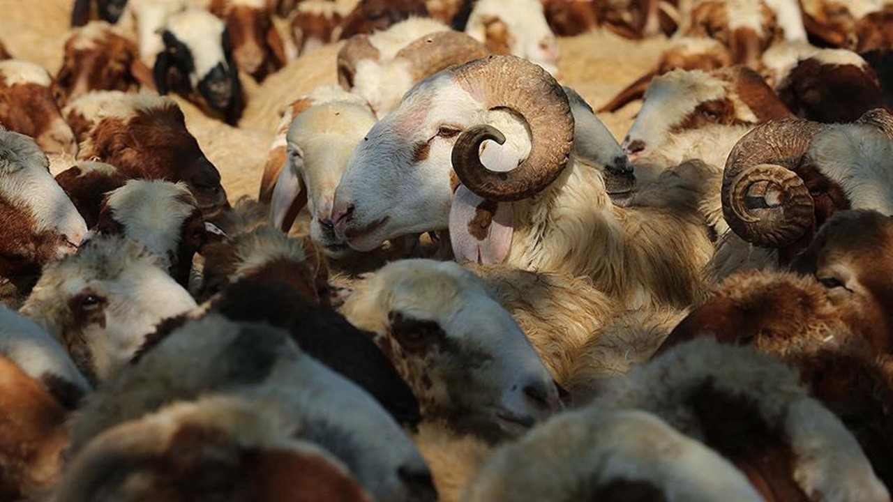 Köy Koop İzmir’den depremzede üreticilere yem desteği