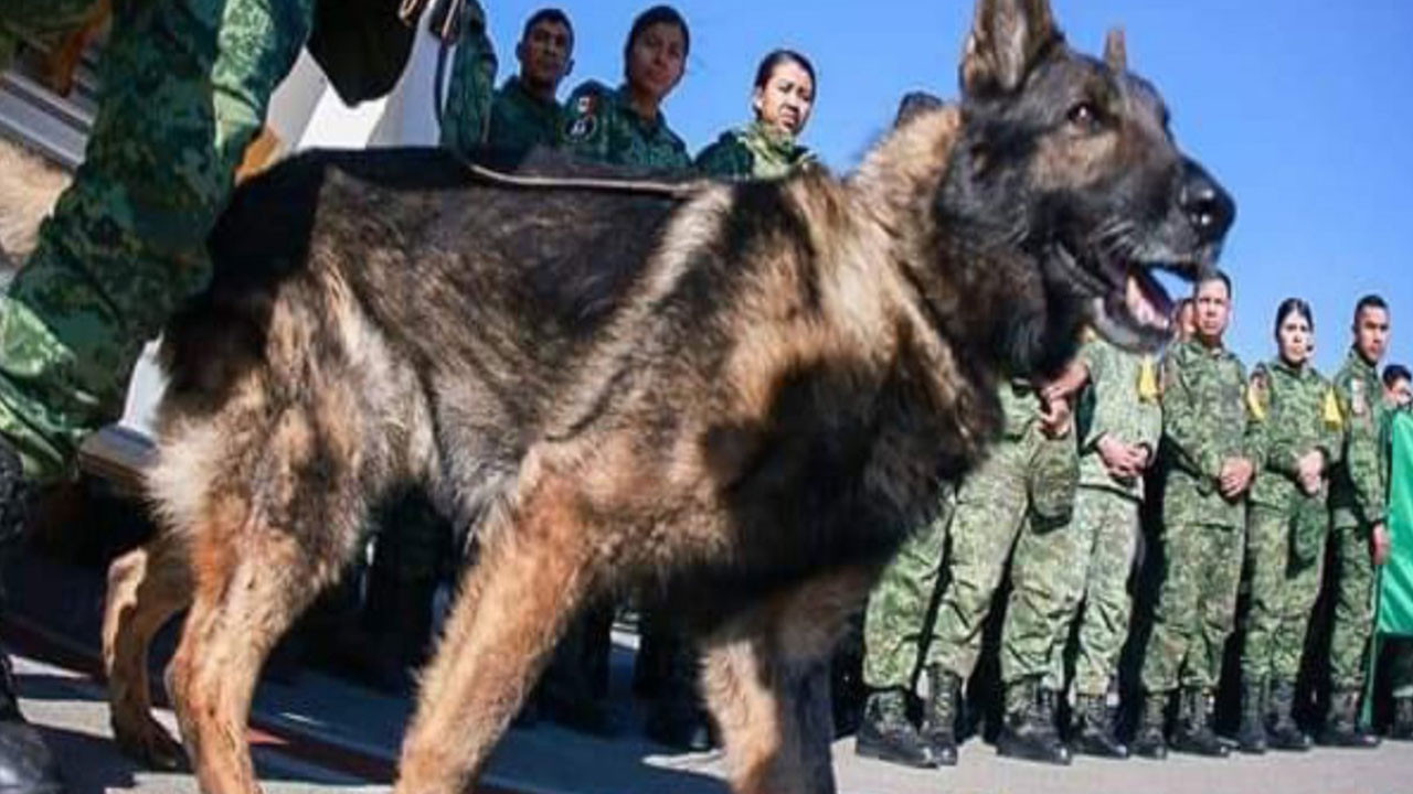 Meksikalı yol arkadaşı arama kurtarma köpeği  ‘Proteo’ yaşamını yitirdi