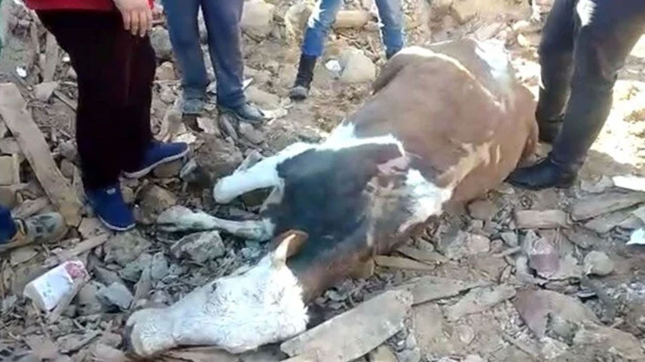 Nurhak’ta enkaz altında kalan inek depremin 13’üncü gününde kurtarıldı