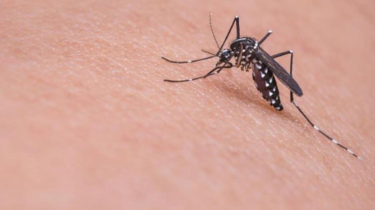 Peru’da dang humması vakalarında artış nedeniyle 13 bölgede acil durum ilan edildi