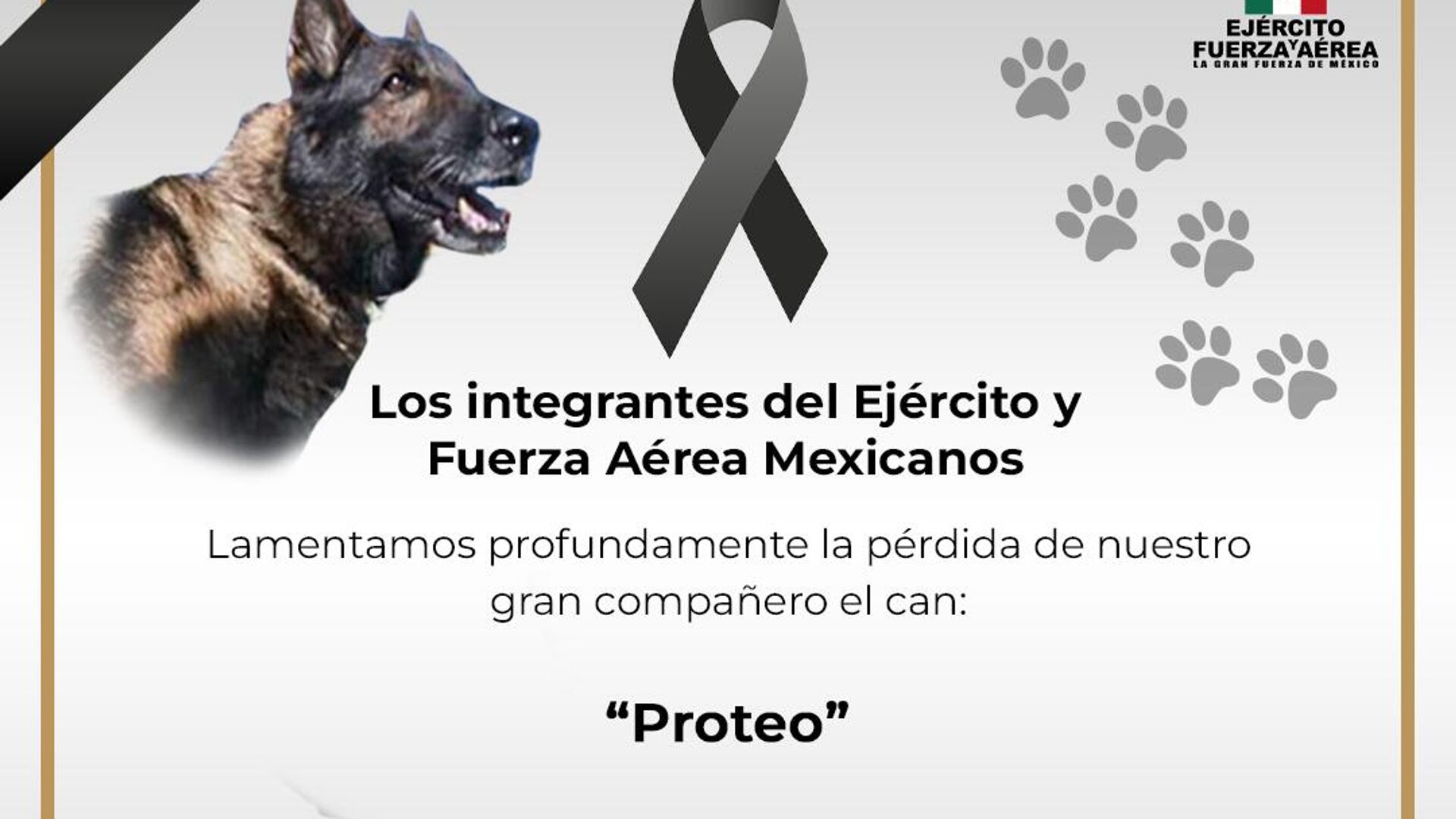 Türkiye’de çalışmalara katılan Meksikalı arama kurtarma köpeği Proteo hayatını kaybetti