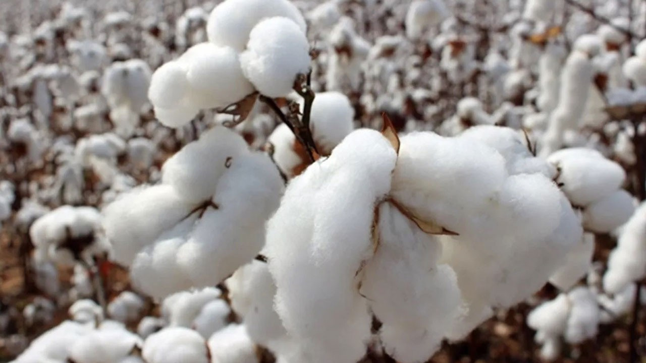 Türkiye’de pamukta ne kadar daralma olur?