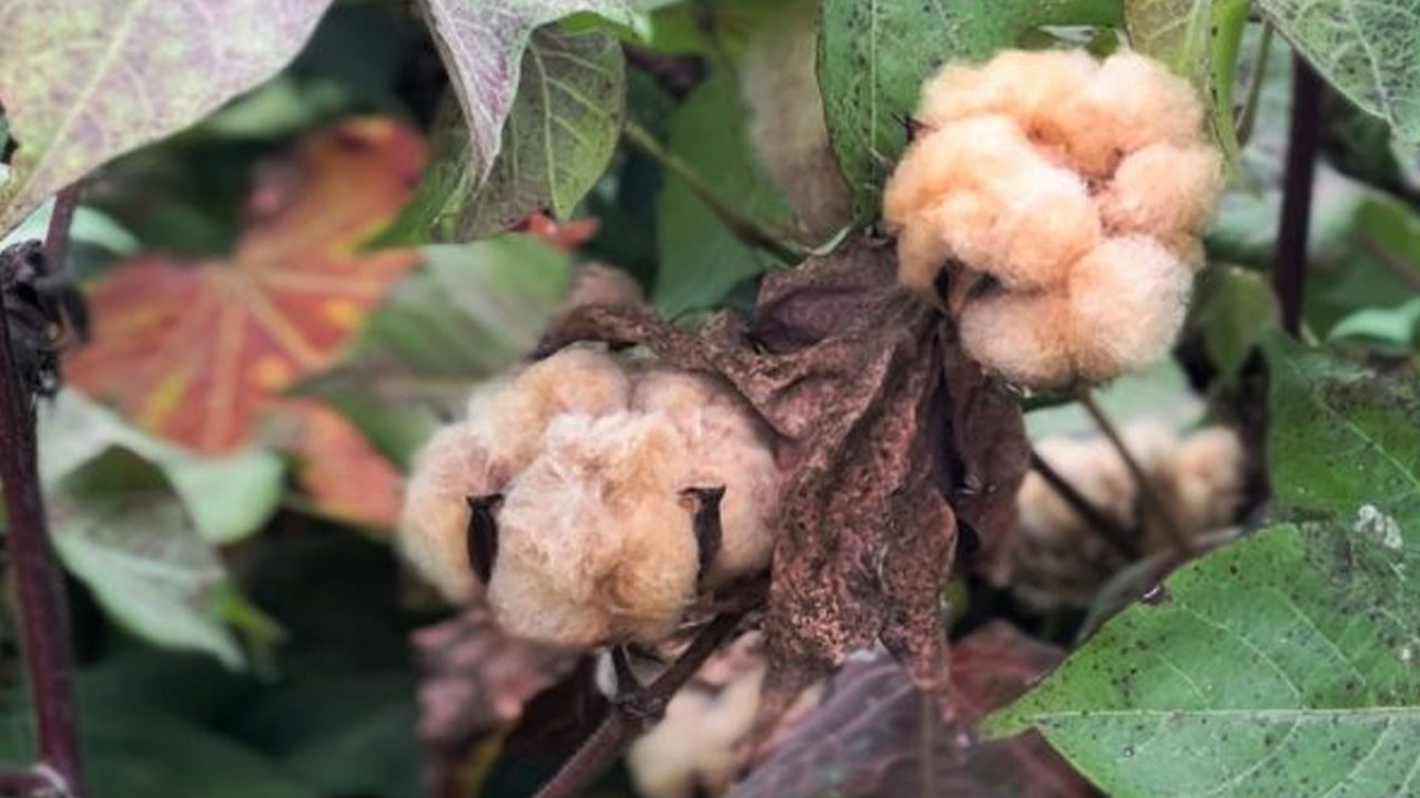 Doğa dostu kendinden renkli pamukta ilk hasat