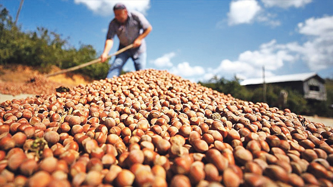 Fındık ihracatının % 43’ü Trabzon’dan