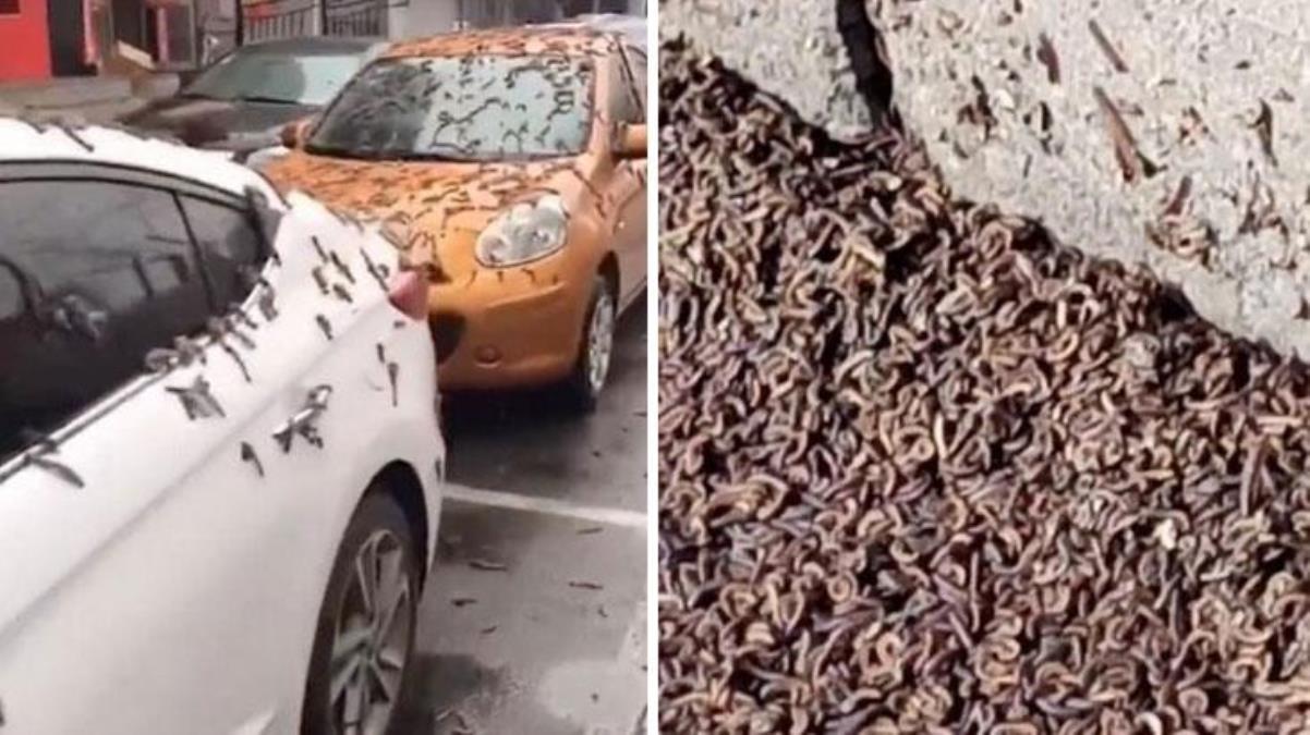 Gökten yağmur gibi solucan yağdı, görüntüyü izleyenler “Kıyamet geldi” yorumunu yapıyor