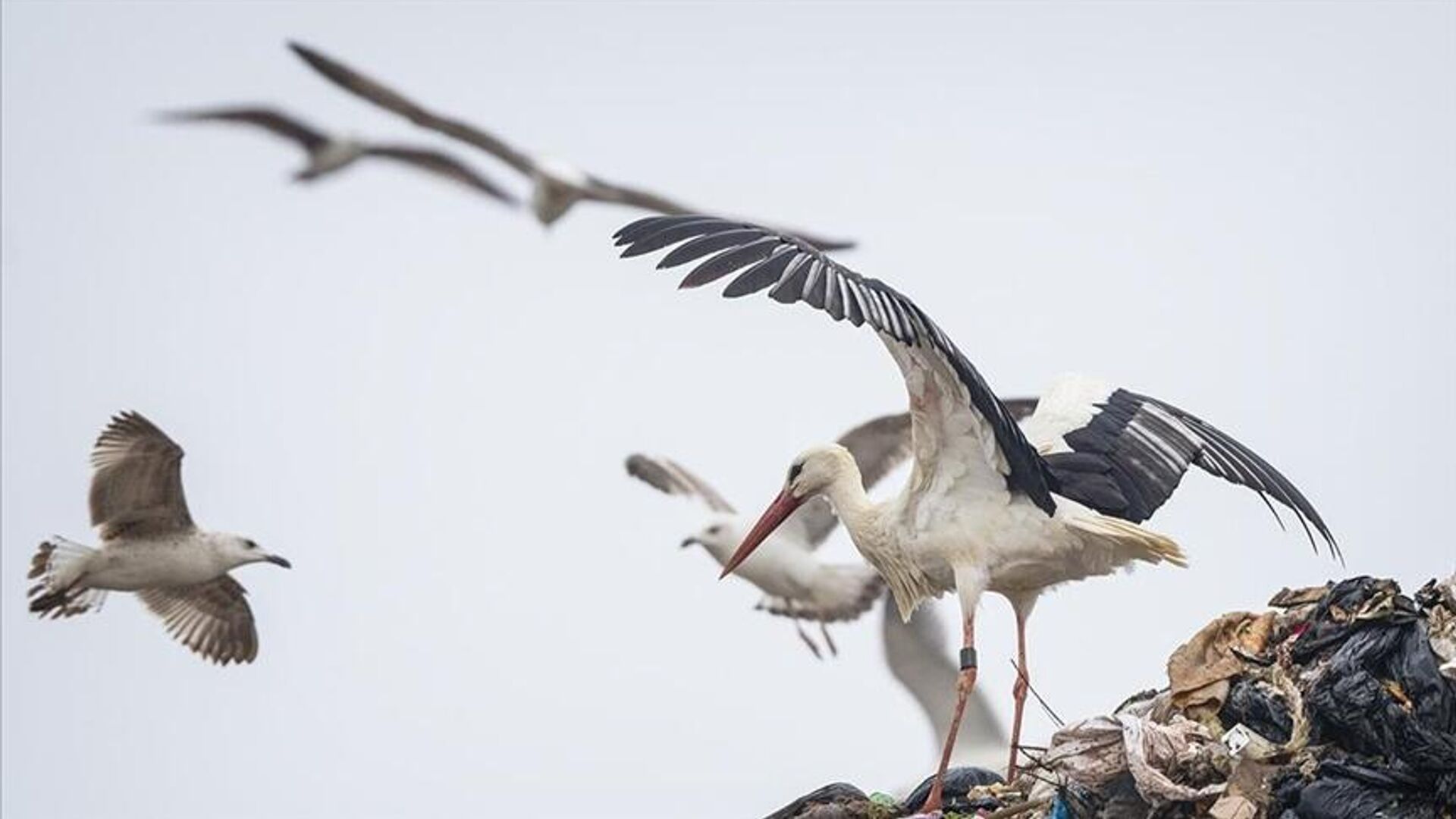 GPS ile takip edilen Leylek Jonas, İstanbul’da görüntülendi