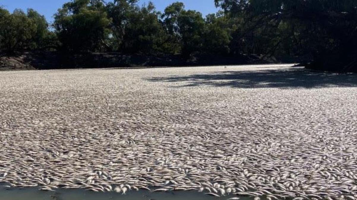 Kahreden görüntü! Ölen balıklar koca nehrin yüzeyini tamamen kapladı
