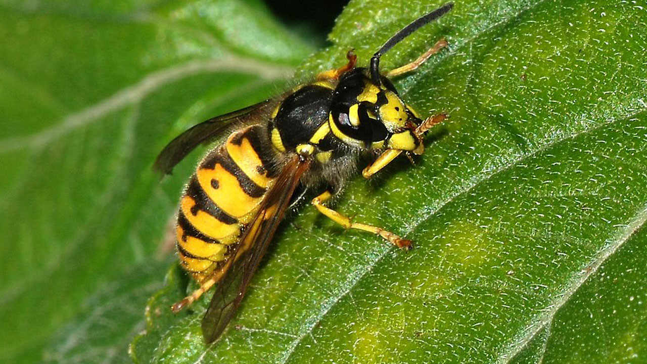 Küresel ısınma yaban arılarının hareket kabiliyetini etkiledi