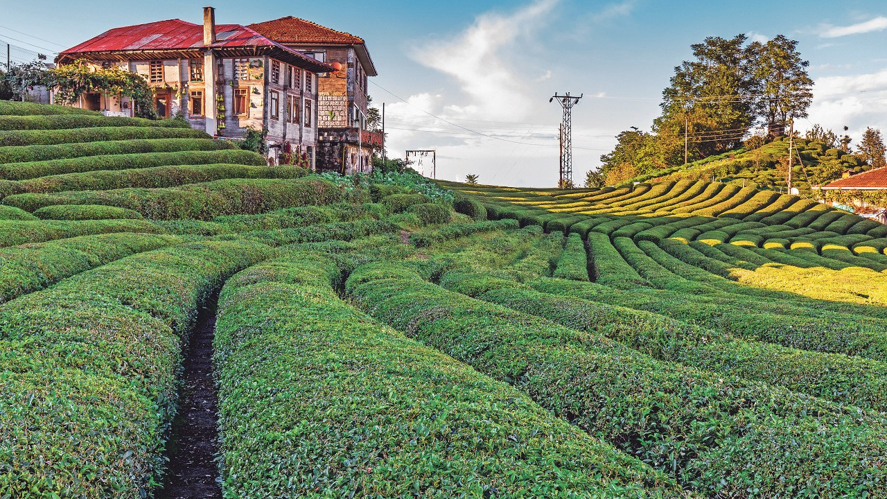 Rize 2 ayda çay ihracatından 1,3 milyon dolar kazandı