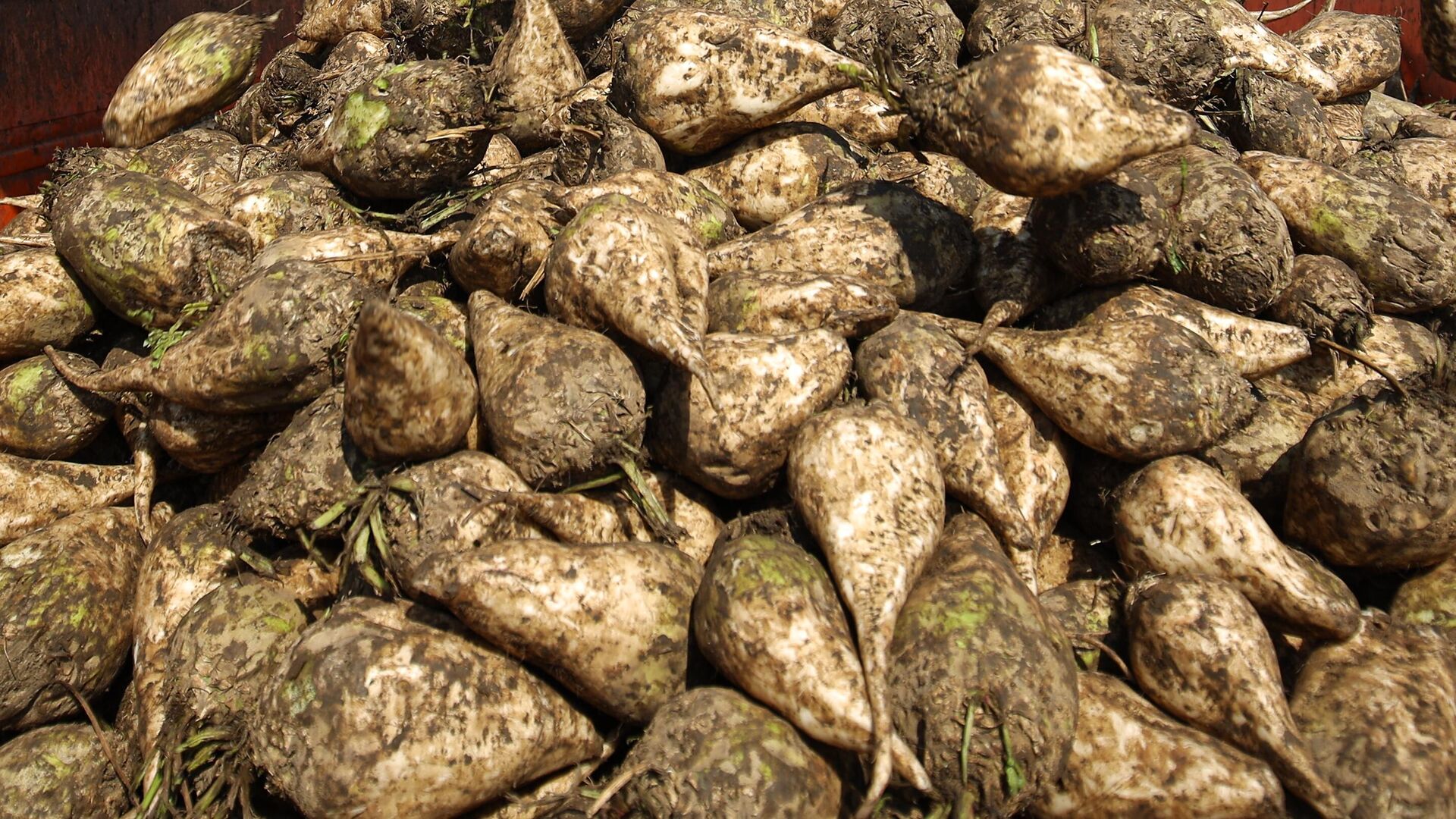 Rosselhoznadzor, Almanya’dan Rusya’ya yem pancarı tohumu ithalatını yasakladı