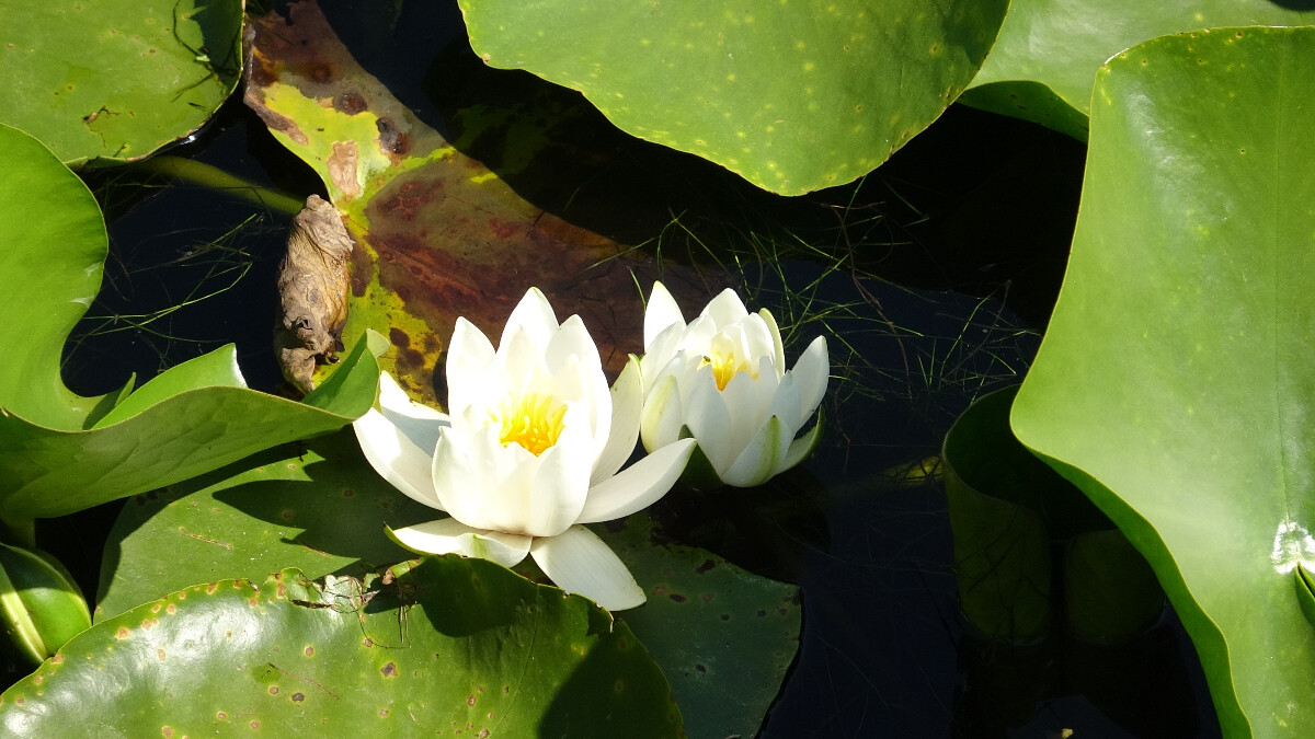 Çanakkale’deki Nilüfer Gölü’nün simgesini koparana 244 bin TL ceza