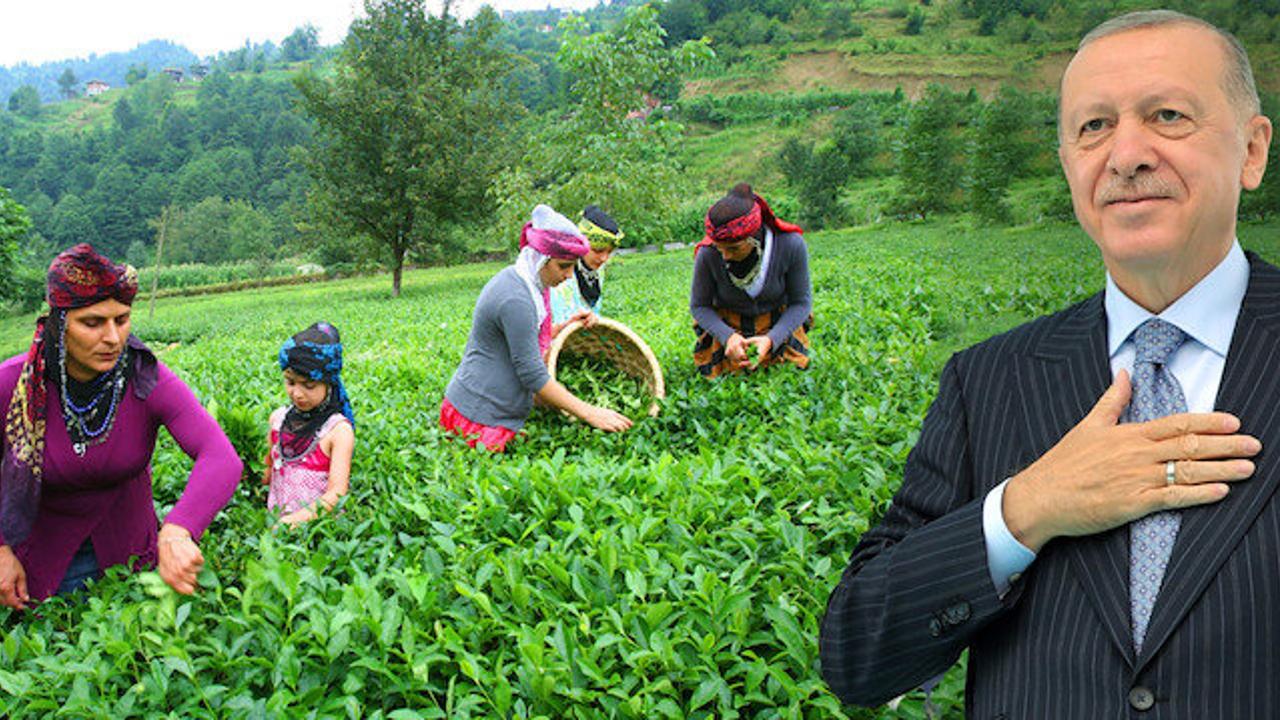 Erdoğan’ın açıkladığı yaş çay fiyatı çay üreticileri memnun etmedi! ‘Ne verirse versin artık kurtarmaz!